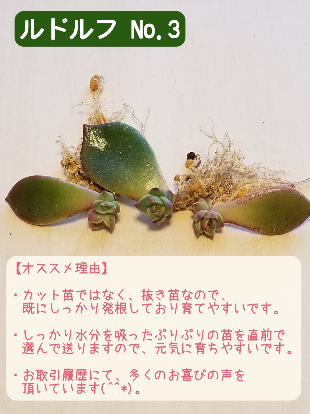 多肉植物 エケベリア ルドルフNO.3 葉挿し 抜き苗(しっかり発根)3＋1枚