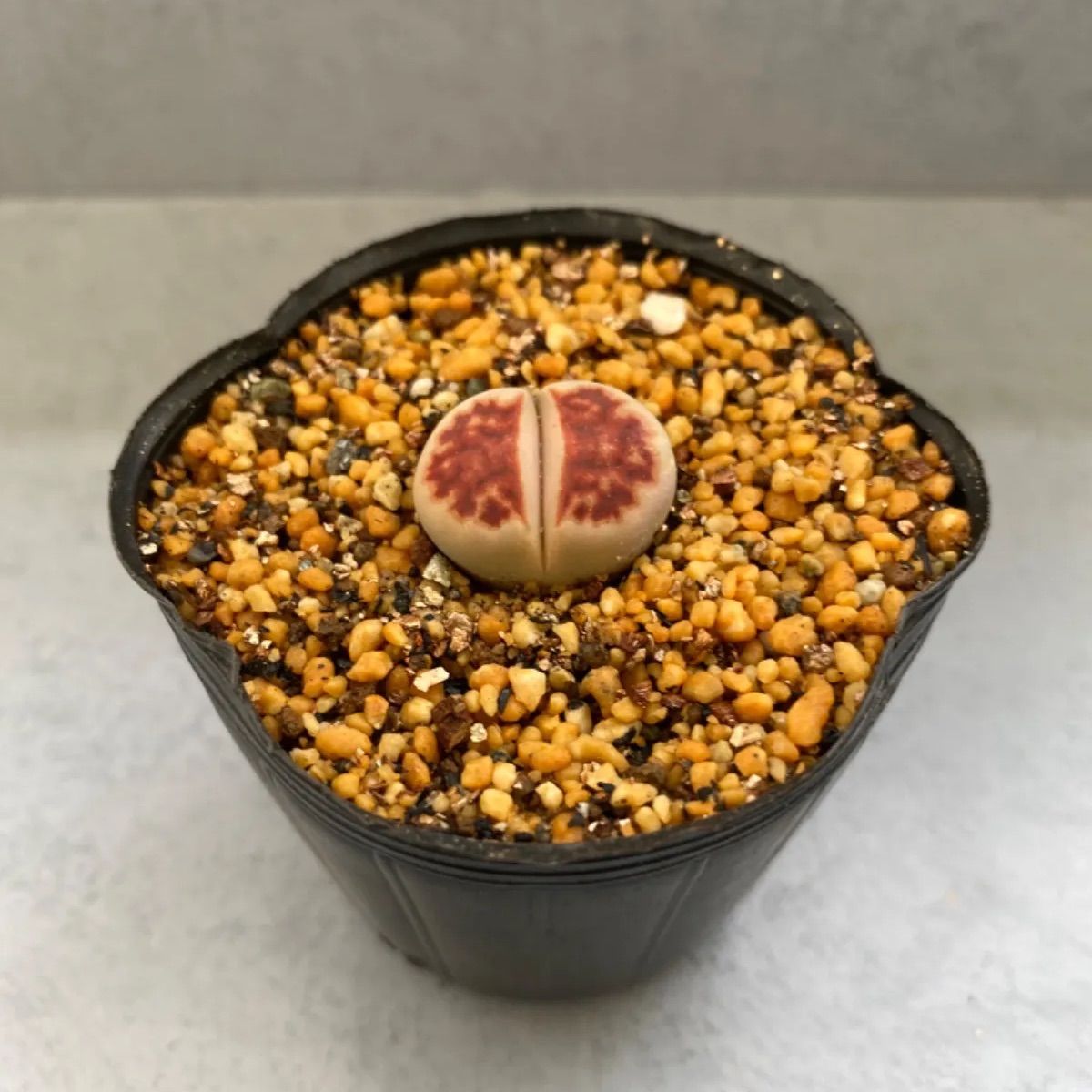 速達＊多肉植物 抜き苗 リトープス トップレッド ① - メルカリ