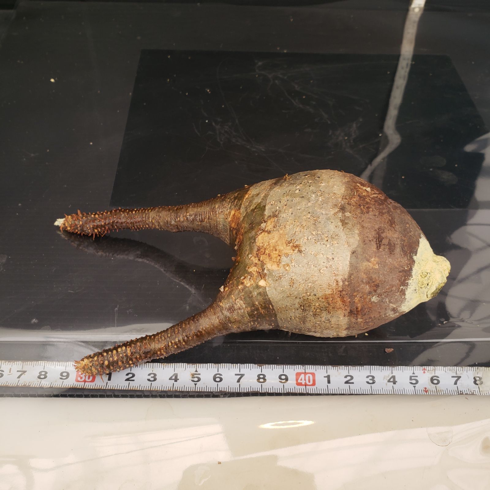 T480【最新到着】Pachypodium グラキリス（S）（現地球・抜き苗