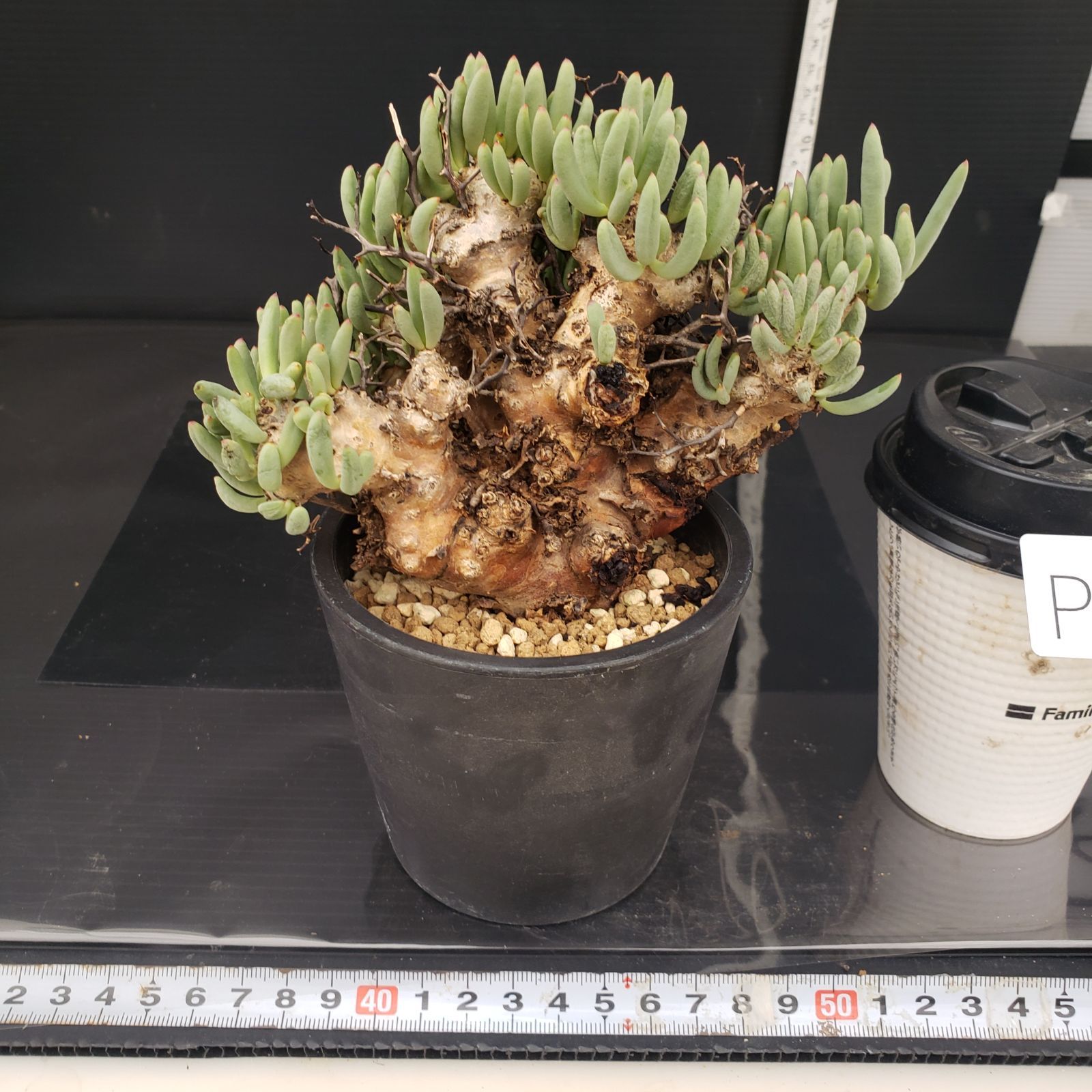 実生塊根！　万物想　チレコドン　多肉植物　塊根植物　レティキュラータス P396【自社養生株】チレコドン レティキュラータス 万物想(L