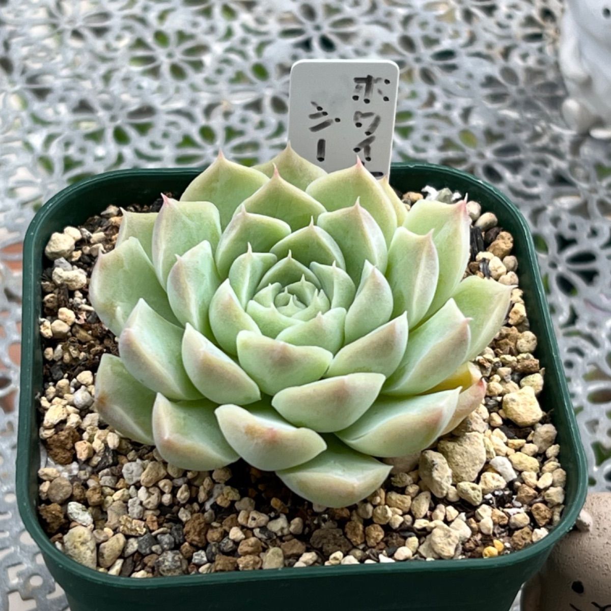 多肉植物 ☘️ ホワイトシー 抜き苗 - メルカリ