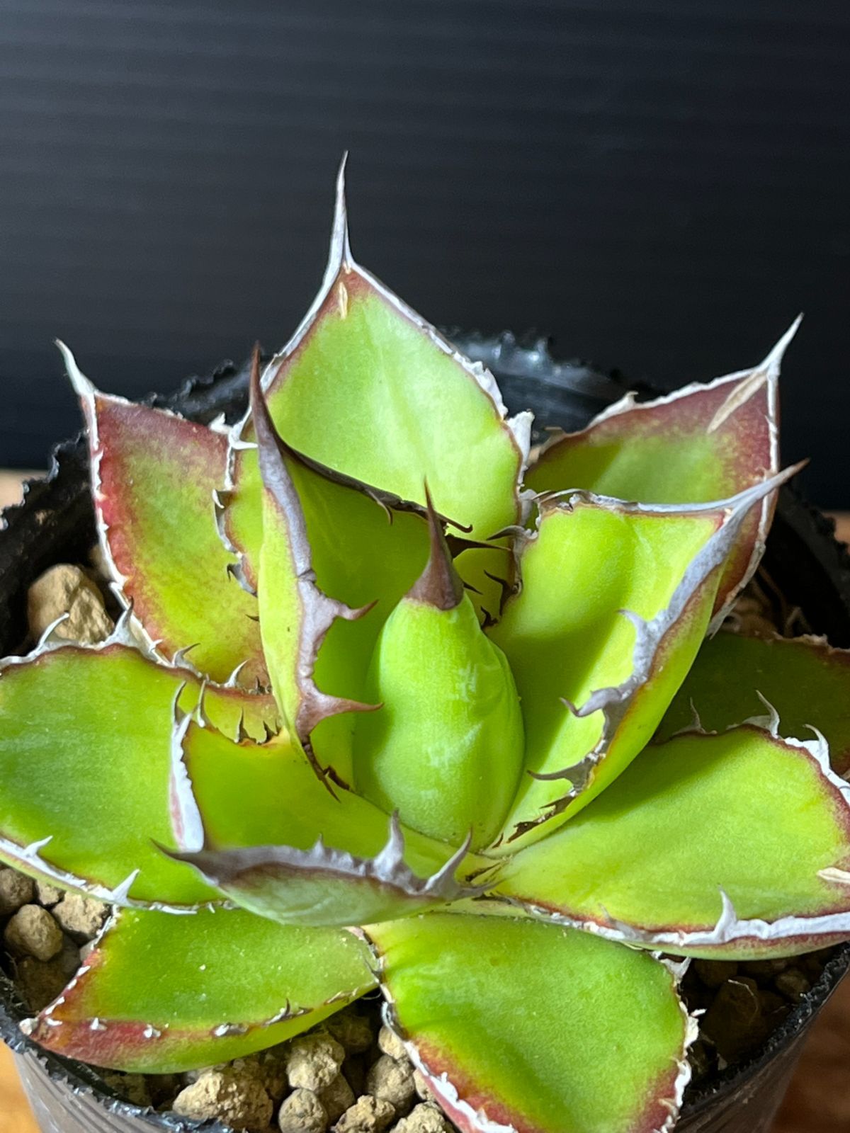 アガベ・ホリダ　ライムグリーン　希少 アガベ・ホリダ ライムグリーン 希少 アガベ・ホリダ ライムグリーン