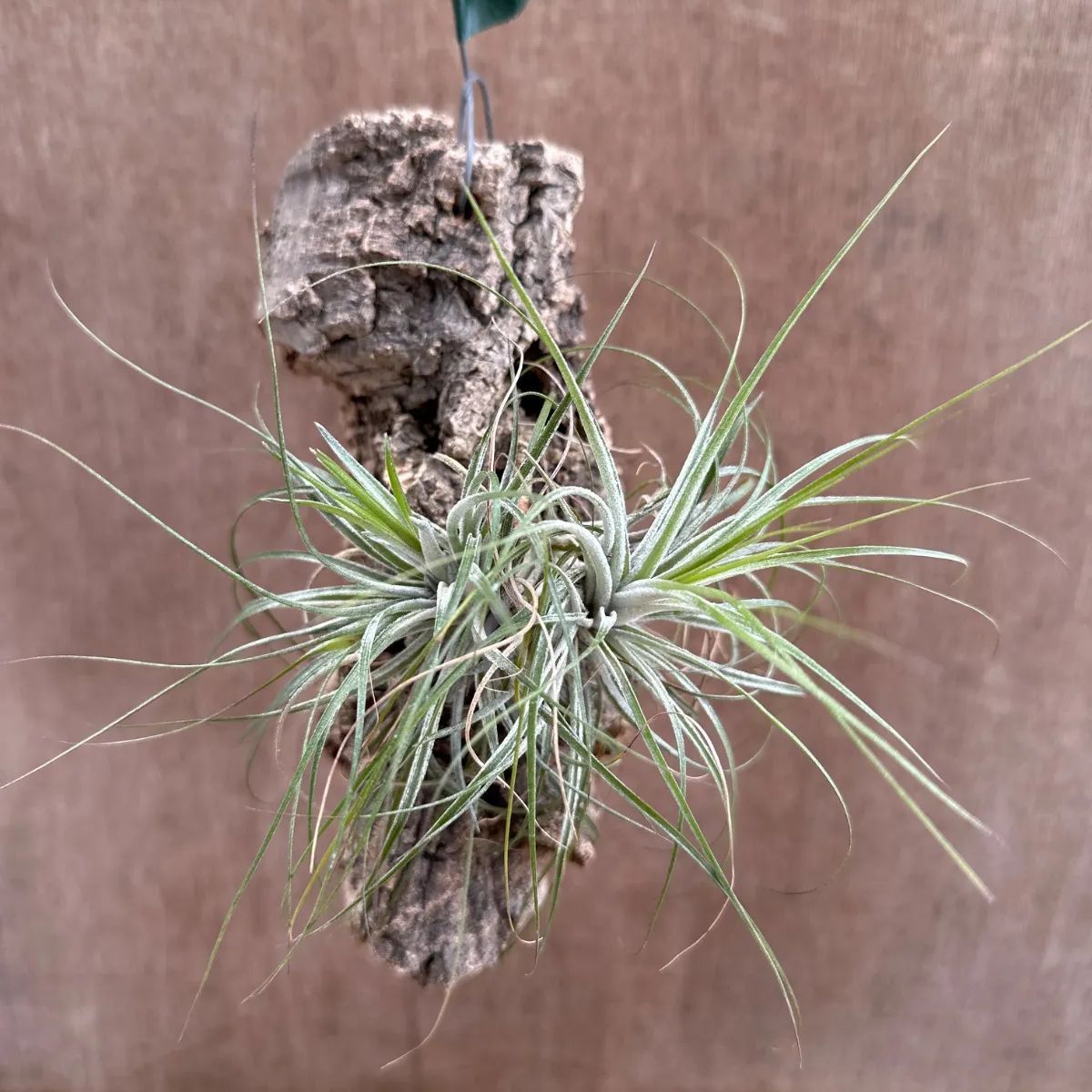 ブロメリア・エアープランツ Tillandsia heubergeri Chapada