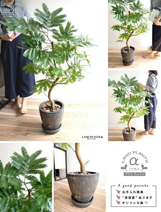 観葉植物 egg陶器