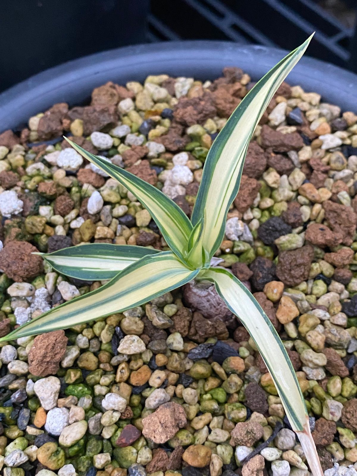 現品】ユッカ・グロリオサ・バリエガータ 8号 白鉢 （1） 【公式通販】