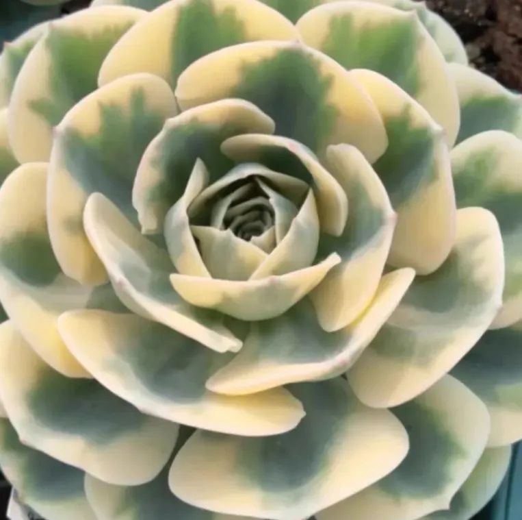 多肉植物　錦　ルノーディーン　カット苗　699 多肉植物 錦 ルノーディーン カット苗 699 ルノーディーン 錦