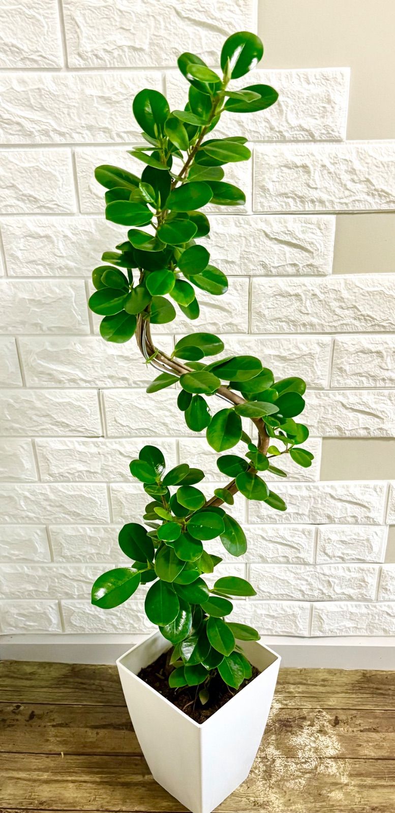 パンダガジュマル⭐️曲がり ガジュマル：パンダガジュマル（曲げ