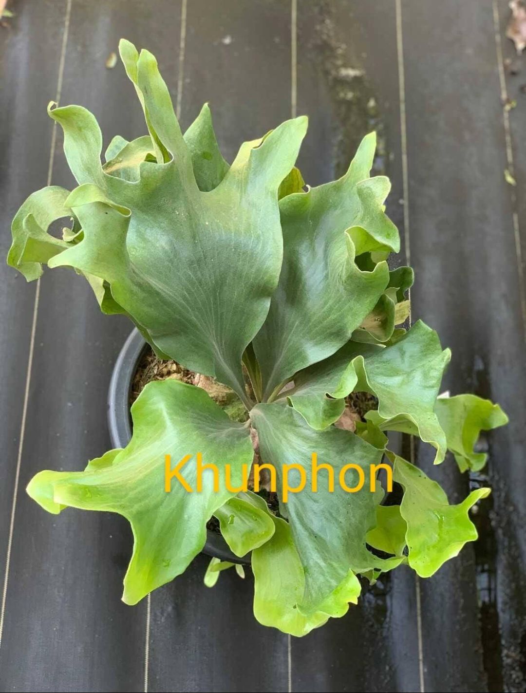 P. hillii 'Khunphon' (spore)-