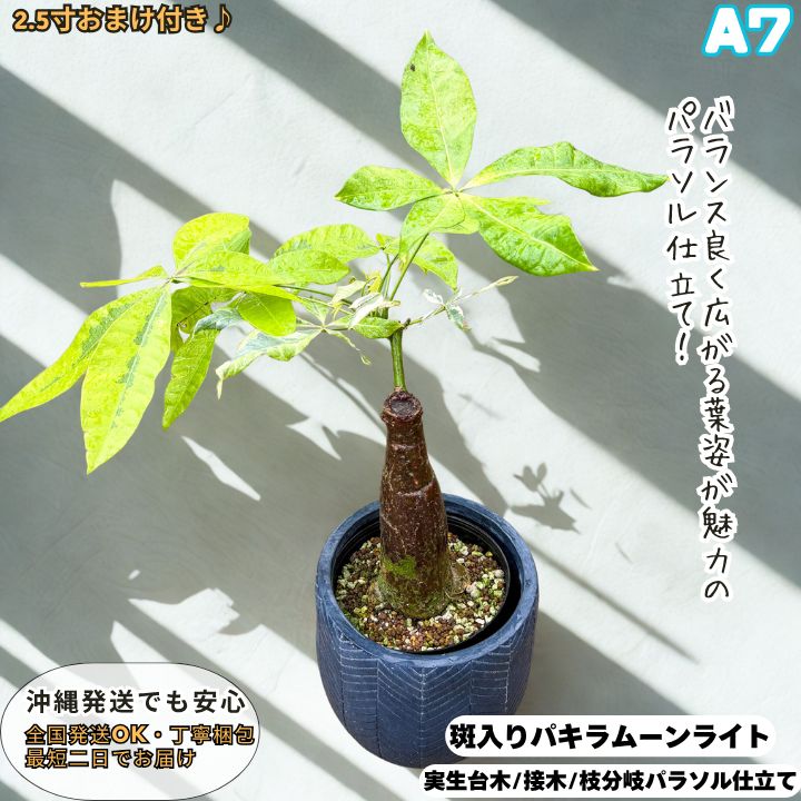 希少！パキラムーンライトA9・五ヶ所接ぎ木・枝分岐パラソル