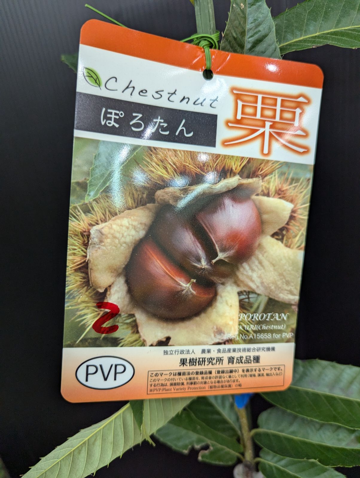 ぽろすけ 栗 種苗法登録品種 苗木 ぽろすけ 栗 種苗法登録品種 苗木