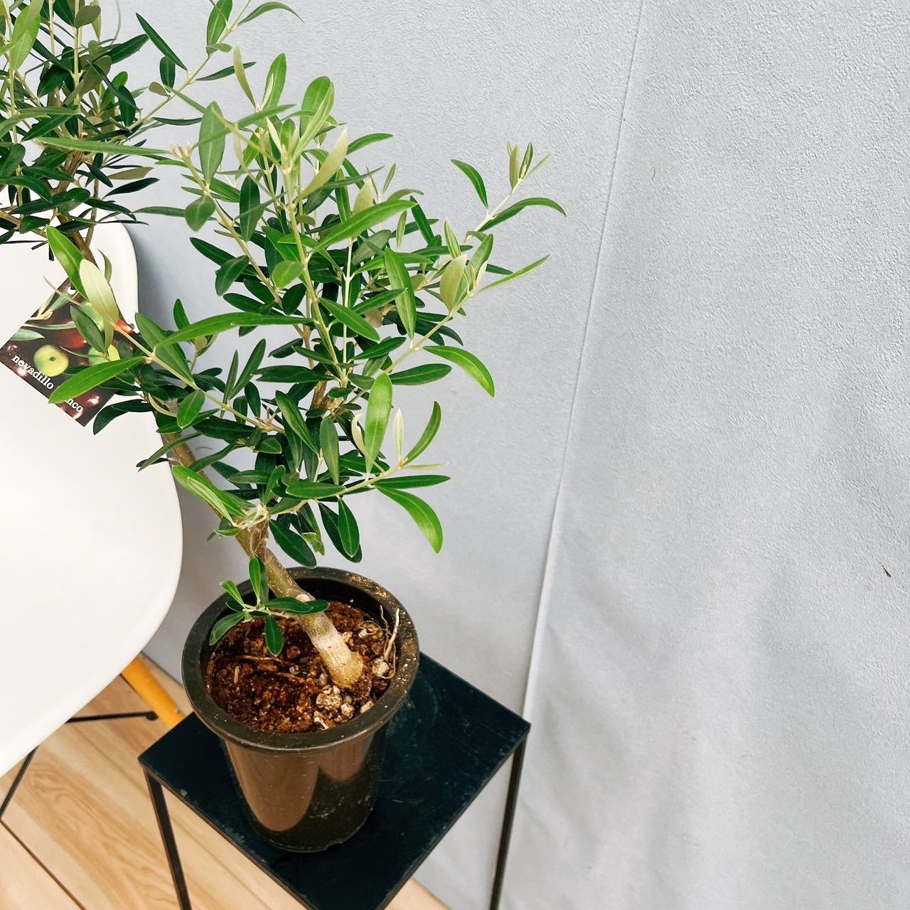 現品］14番 創樹 オリーブ ネバディロブランコ 5号 観葉植物