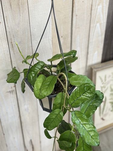 観葉植物 ホヤ グロブローサ(グロボーサ) 5号ロング吊り鉢(個体