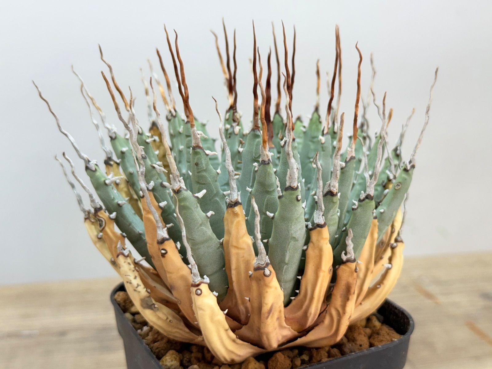 アガベ　エボリスピナ　「コレクション株」特大 現物》アガベ エボリスピナ 特選株 コンパクト No.6865 3号 | | すべて