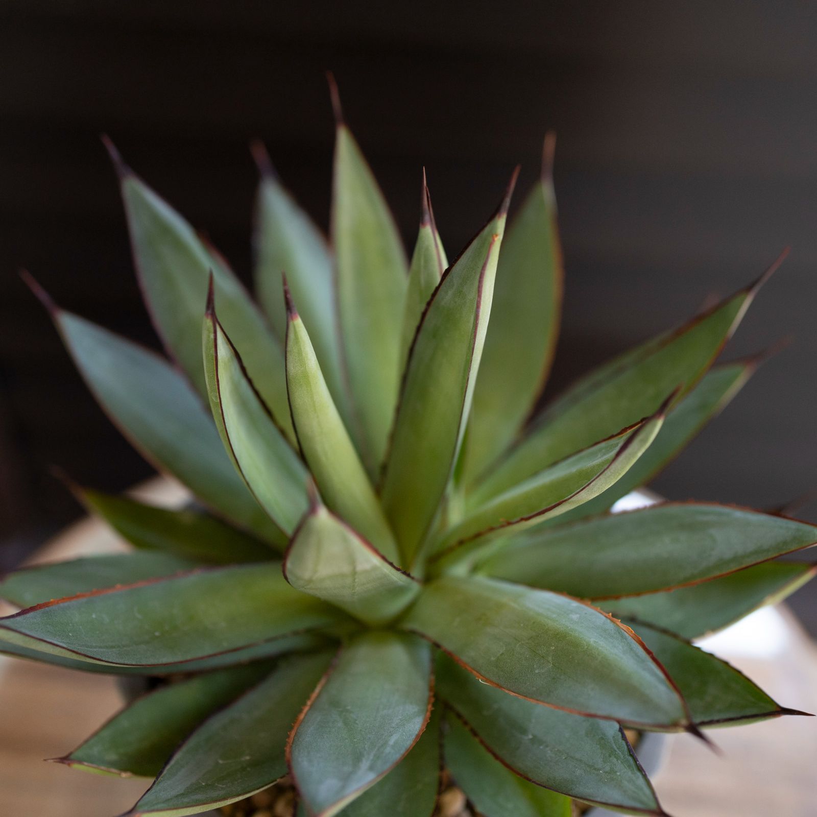 アガベ ロマニー Agave Romanii 4.5号 樹脂鉢 多肉植物 ビザール