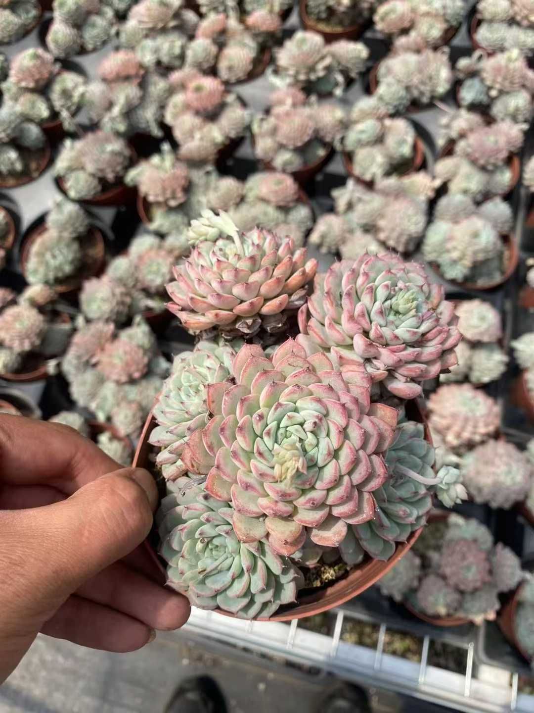 鉢・プランター earnest hearts pot 1st Low earnest hearts pot 1st Low | 植木鉢