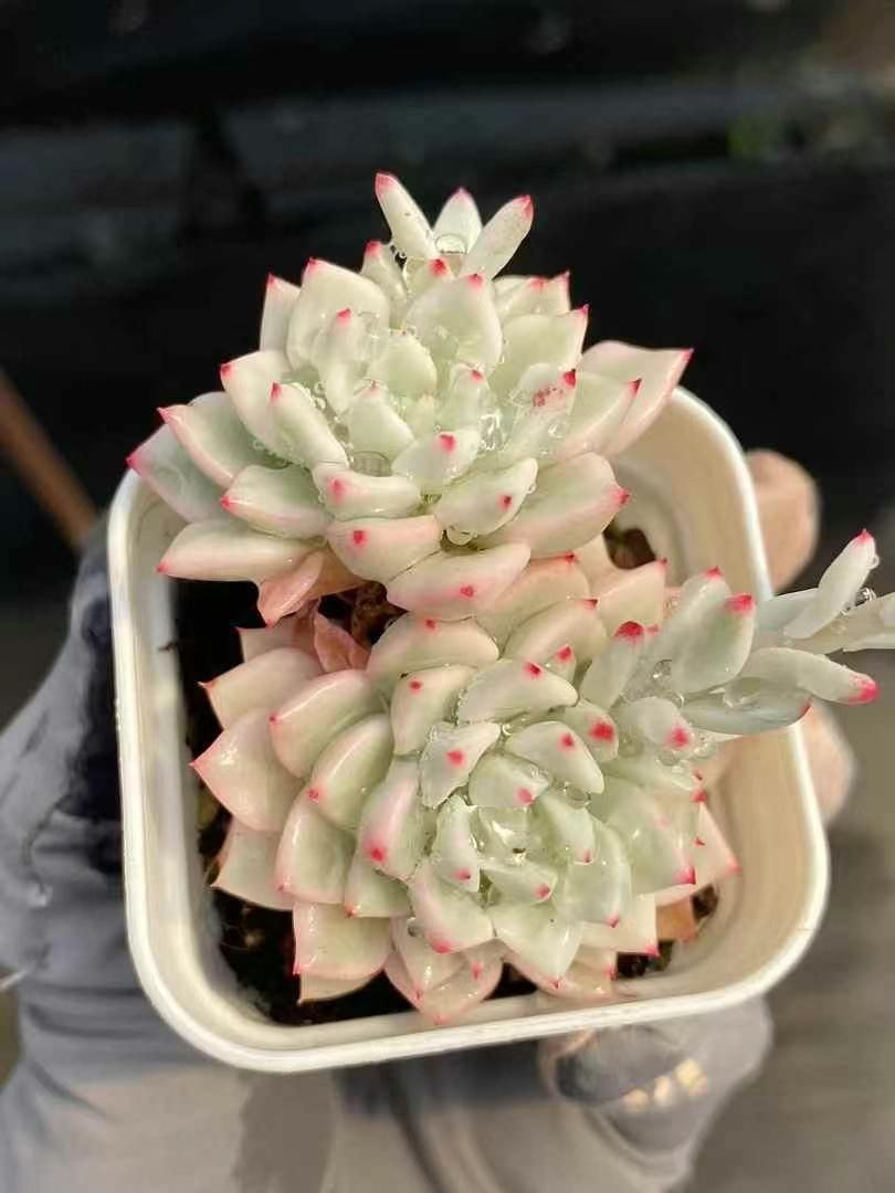 50株の抜き苗セット】雪美人錦 多肉植物 佐川急便発送 エケベリア 韓国