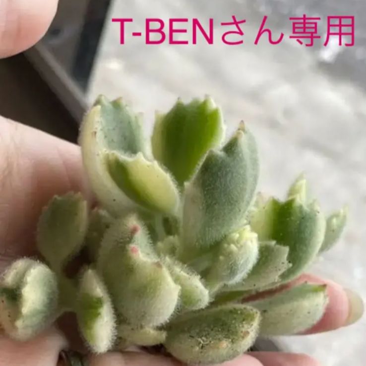 多肉植物 小熊の爪錦♡ T-BENさん専用 - インテリア♡アンズショップ