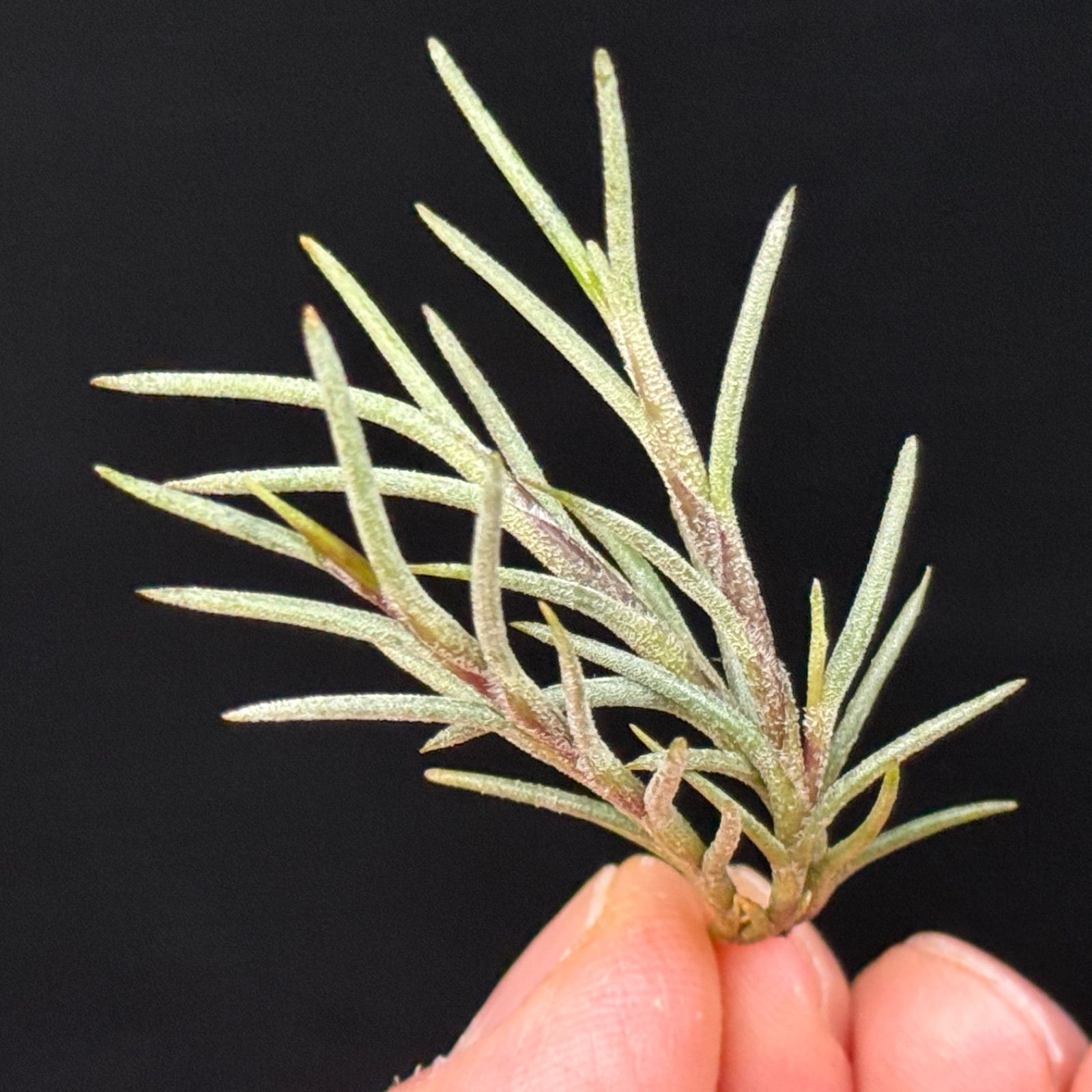 チランジア カピラリス Tillandsia capillaris＊エアプランツ