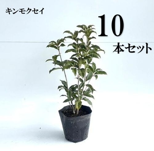 10本セット キンモクセイ樹高0.3m前後15cmポット