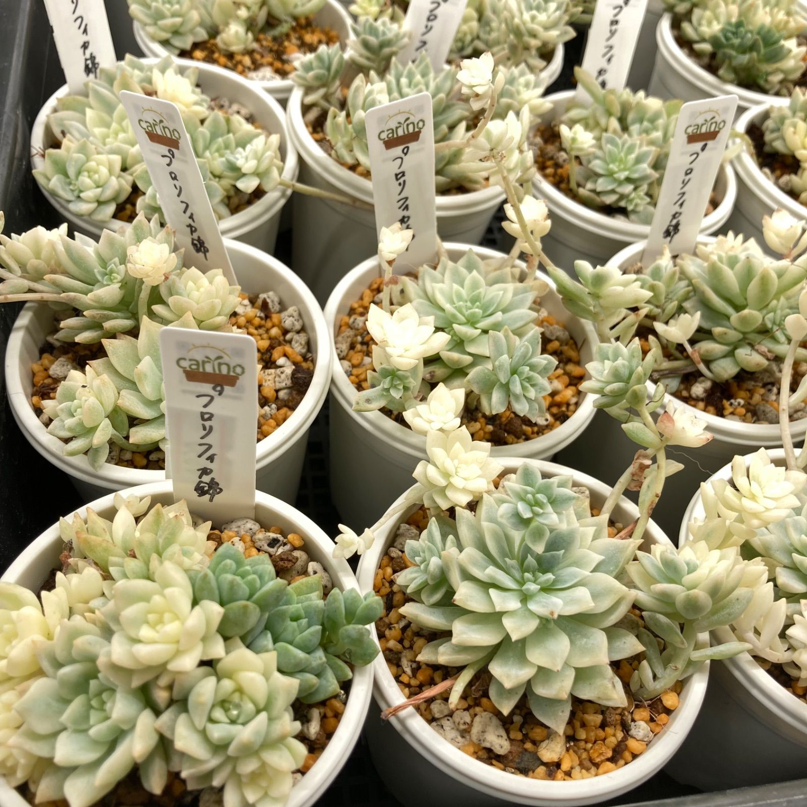 エケベリア プロリフィカ錦 抜き苗 - メルカリ