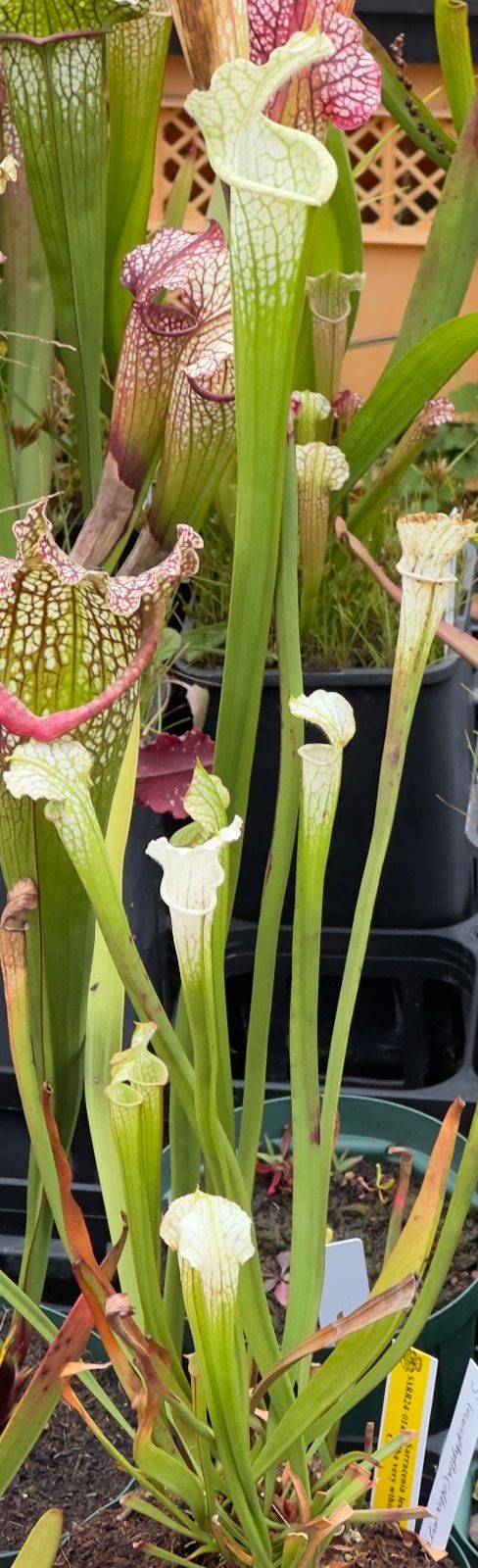 サラセニア レウコフィラ アルバ 【食虫植物】 - メルカリ