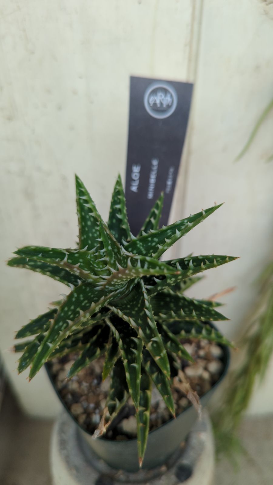 多肉植物 アロエ ミニベル 抜き苗 - メルカリ