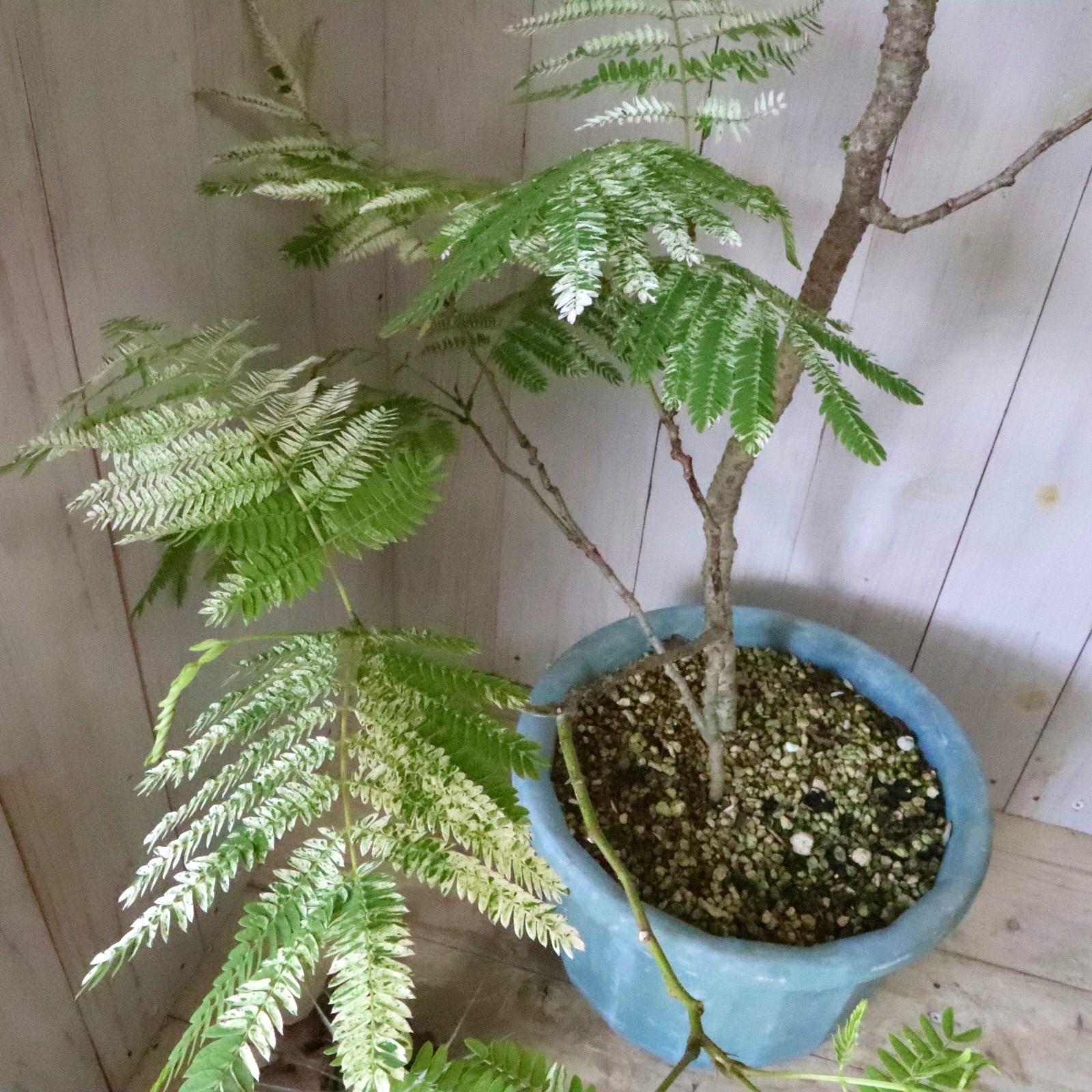 立派♡ 希少♡斑入り♡エバーフレッシュ♡ネムの木♡観葉植物