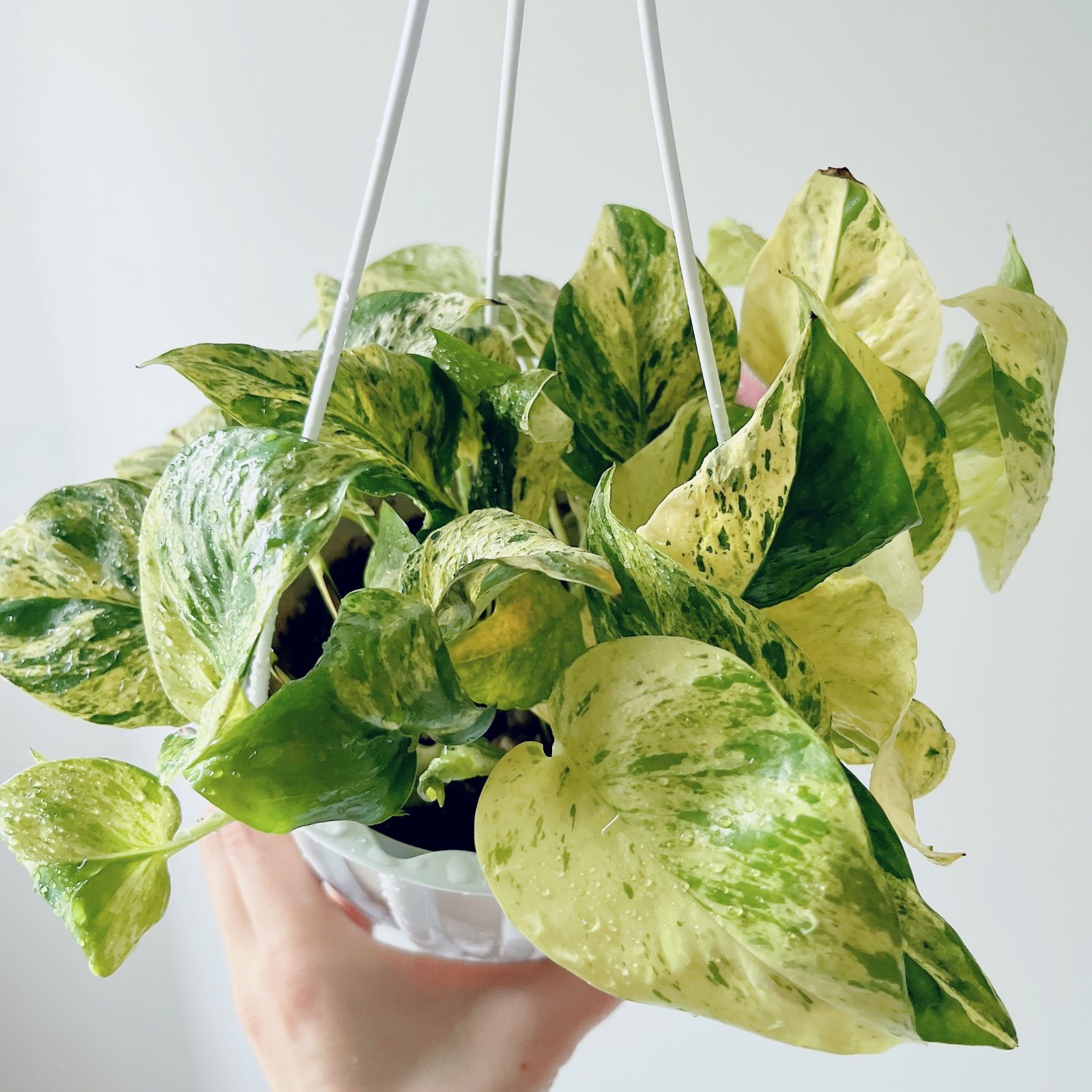 再入荷】フィカス スウィートハート 2株 登録品種 観葉植物 calmcafe