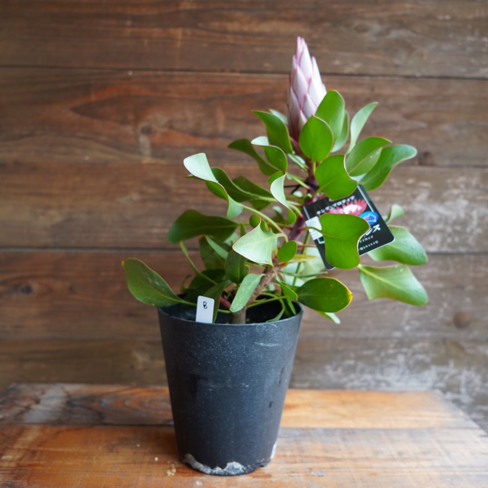 プロテア　リトルプリンス 10号ロング プロテア リトルプリンス 10号 大株 B 現物発送 ブランド