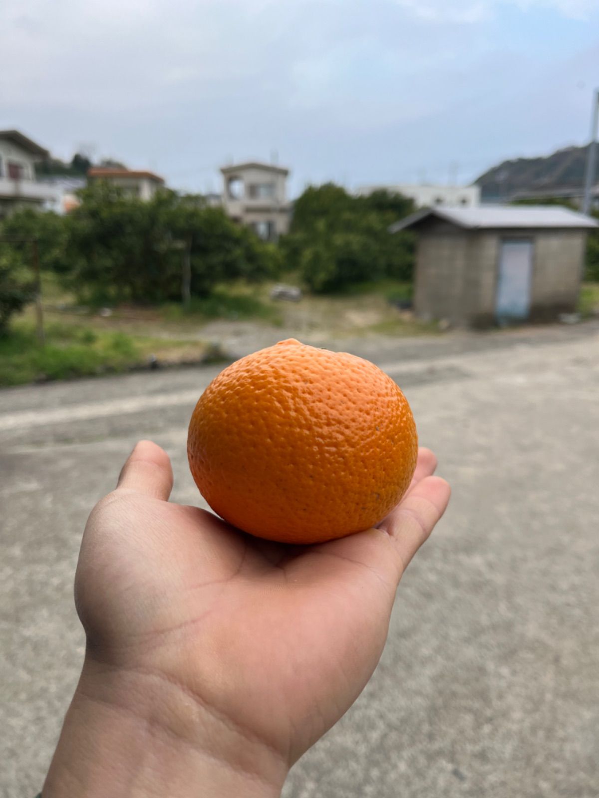 大玉◆和歌山県産◆清見オレンジ◆9.8kg-1