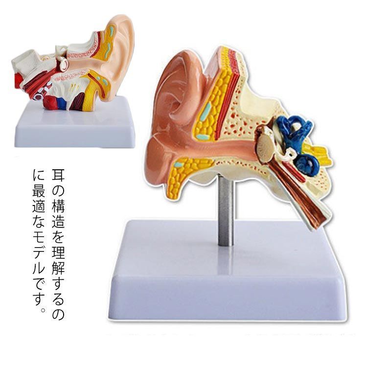 耳構造