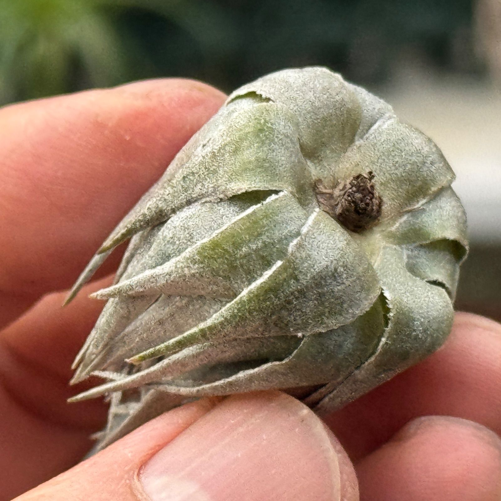 kautskyi＊エアプランツ フラワーショップ江口