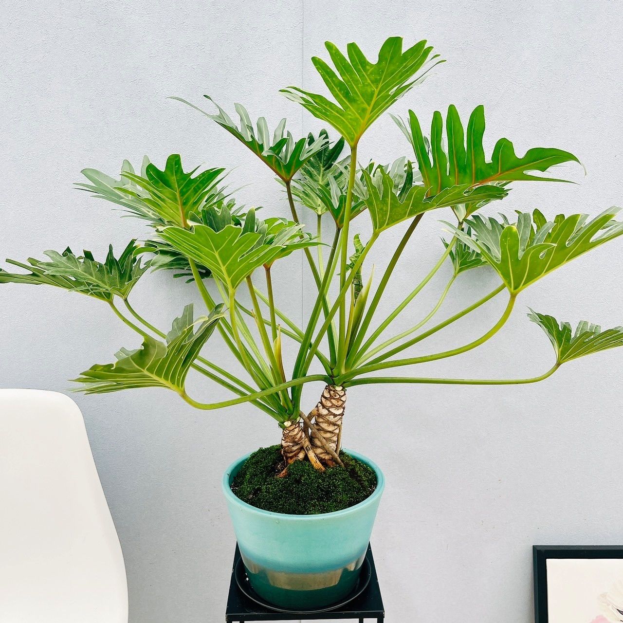 ザミア フロリダーナ Zamia floridana | mana's farm:塊根植物・ア