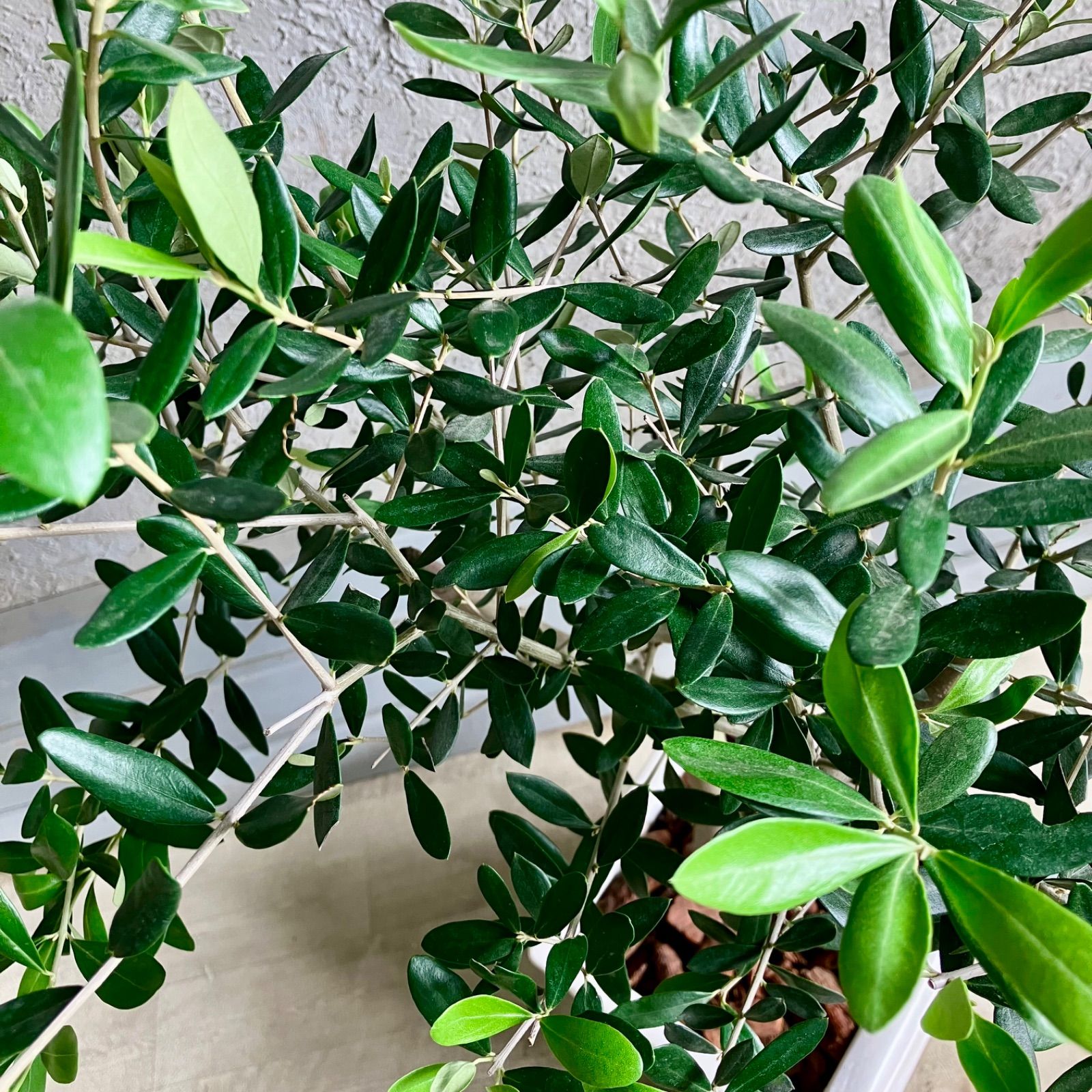 人気品種 美形 オリーブの木 souju ルッカ 7号 テラコッタ鉢植え