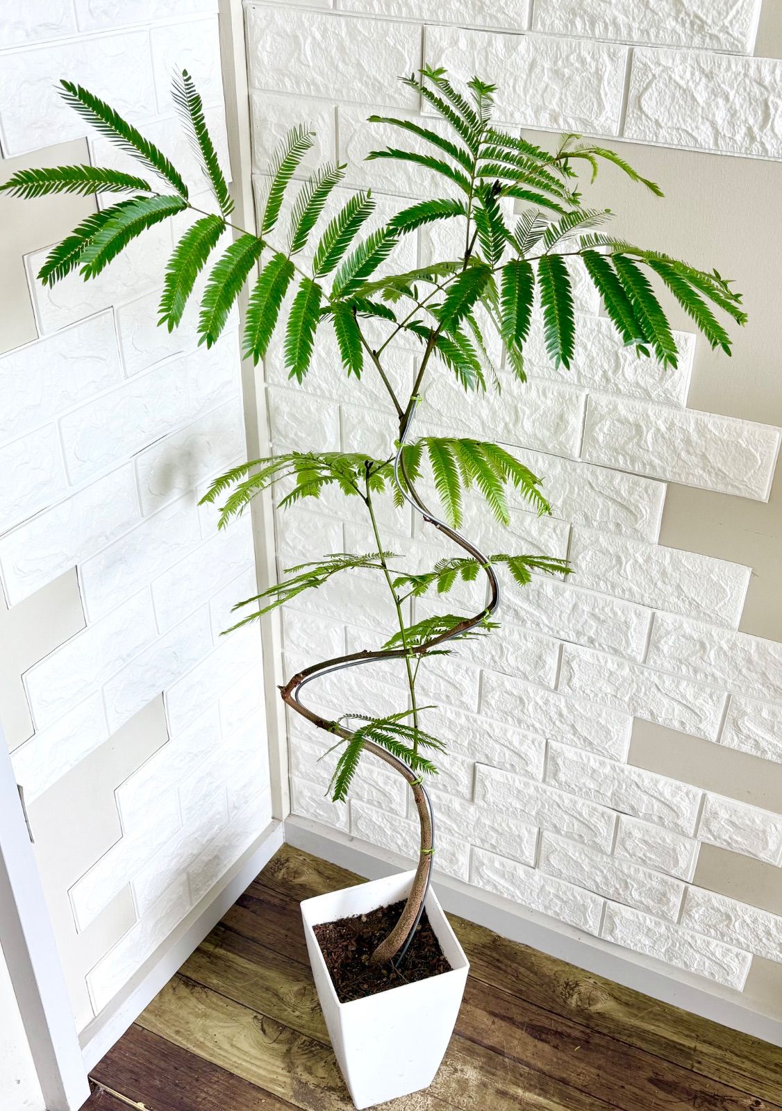 エバーフレッシュ⭐️曲がり⭐️約125〜130cm エバーフレッシュ⭐️曲がり⭐️約125〜130cm | 観葉植物のお店
