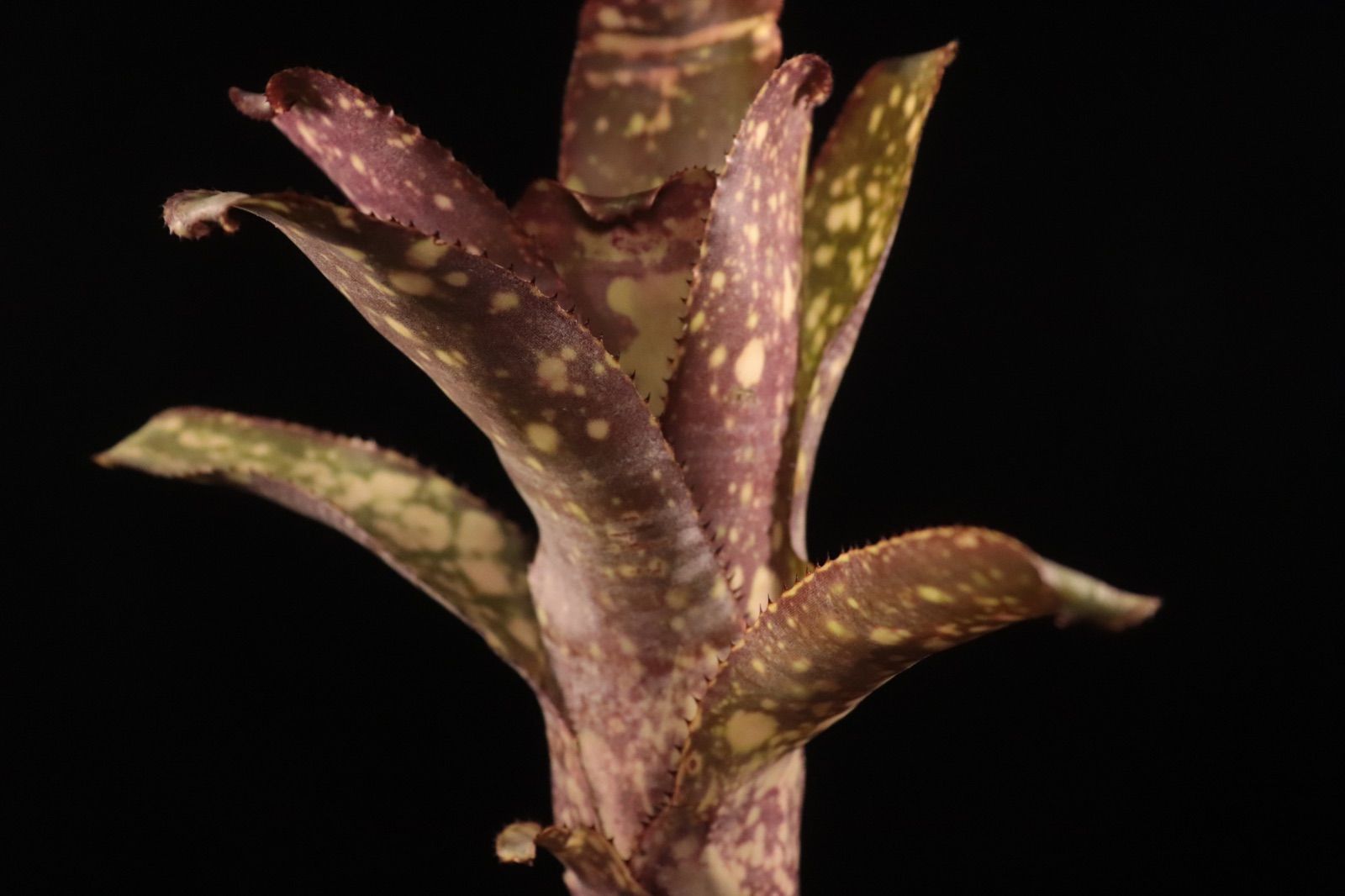 Billbergia 'Arribella'〔ビルベルギア〕現品発送B300 送料無料】Billbergia 'Arribella'〔ビルベルギア〕現品発送B300