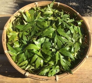 薬草入浴材　当帰湯-2