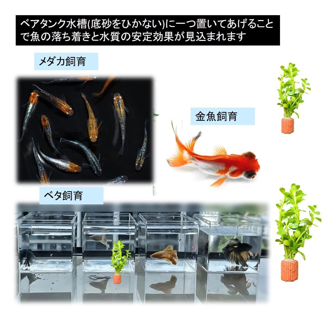 金魚 アクアリウム内装