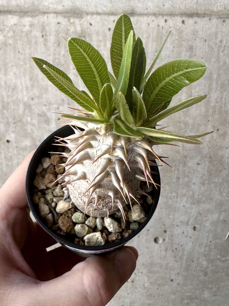 竜卵窟”ブラキステルマ バーベラエ Brachystelma 塊根