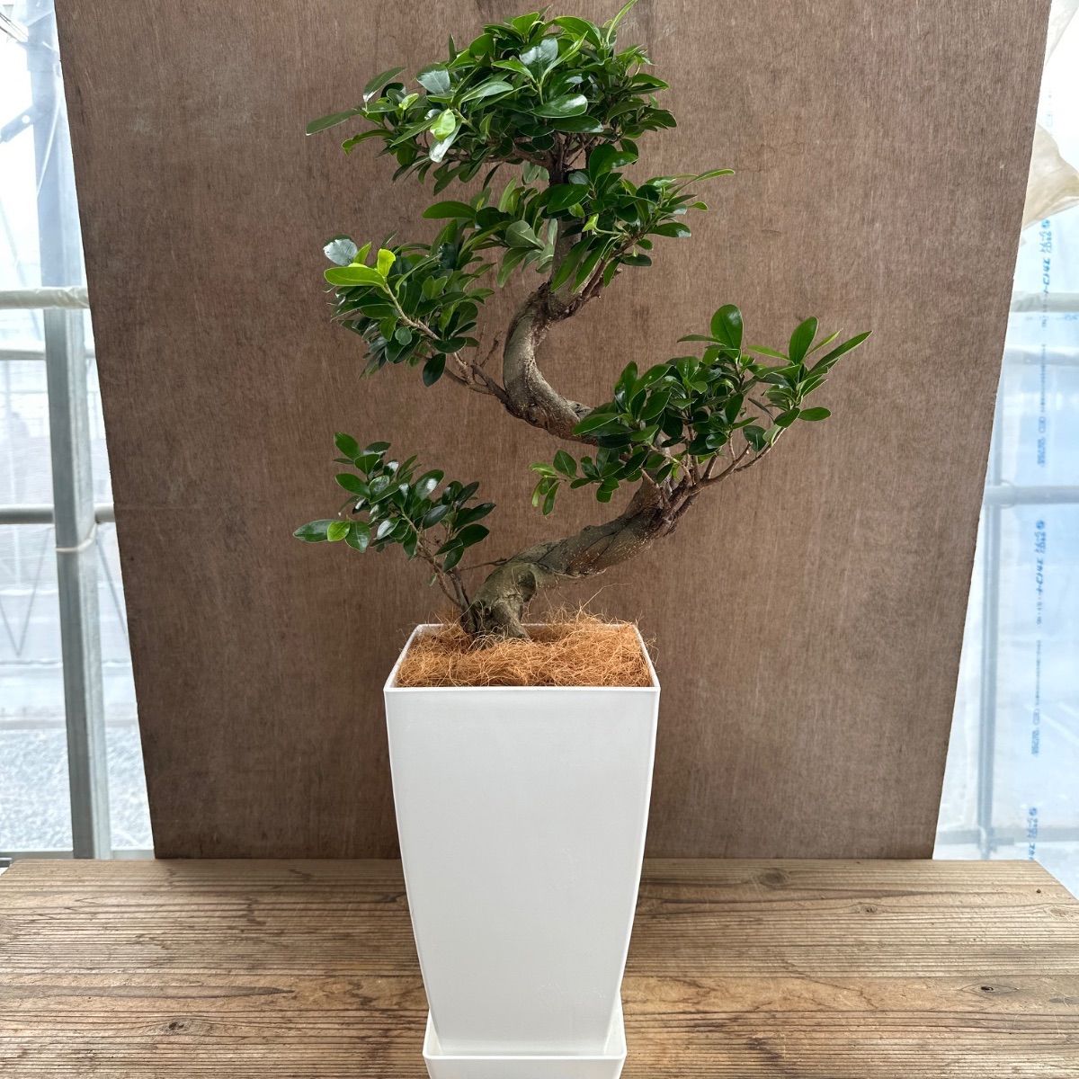 ガジュマル ① Ficus microcarpa 現品 昇り龍 仕立て フィカス ミクロカルパ 多幸の木 幸せを呼ぶ木 まがり 観葉植物 観葉 植物 珍奇植物 珍奇 珍しい レア 希少 塊根植物 塊根 コーデックス インテリア プレゼント 開店祝い 新築祝い