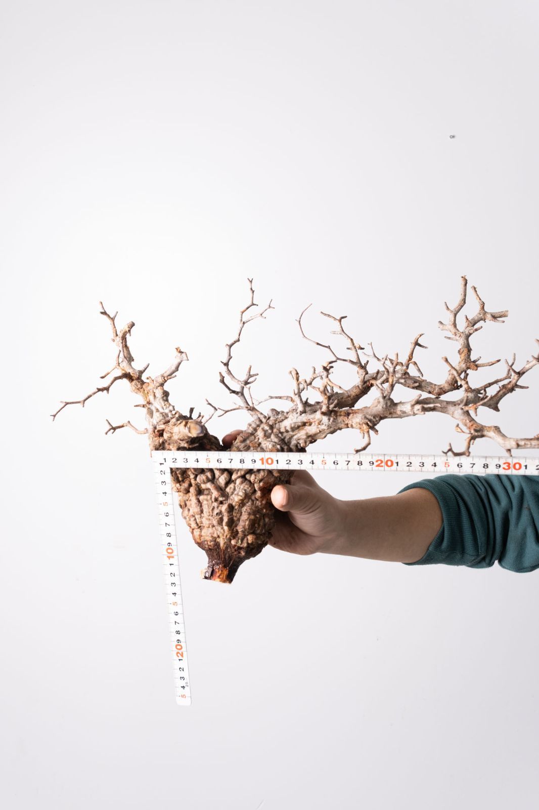 KP112 オペルクリカリア パキプス コーデックス ベアルート株　枝カット済み MP112 オペルクリカリア パキプス コーデックス ベアルート株