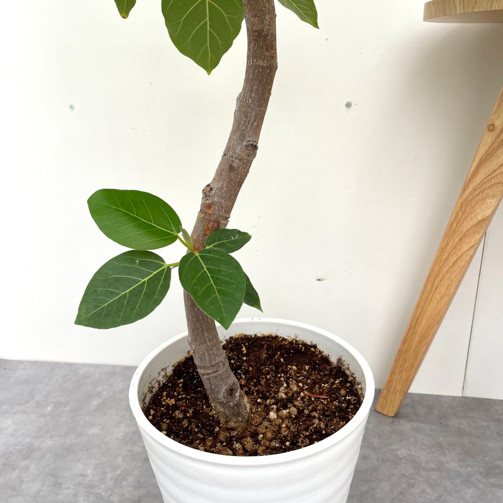 売約済※フィカス グランディス 割引 7【現品】観葉植物 室内 大型 売約