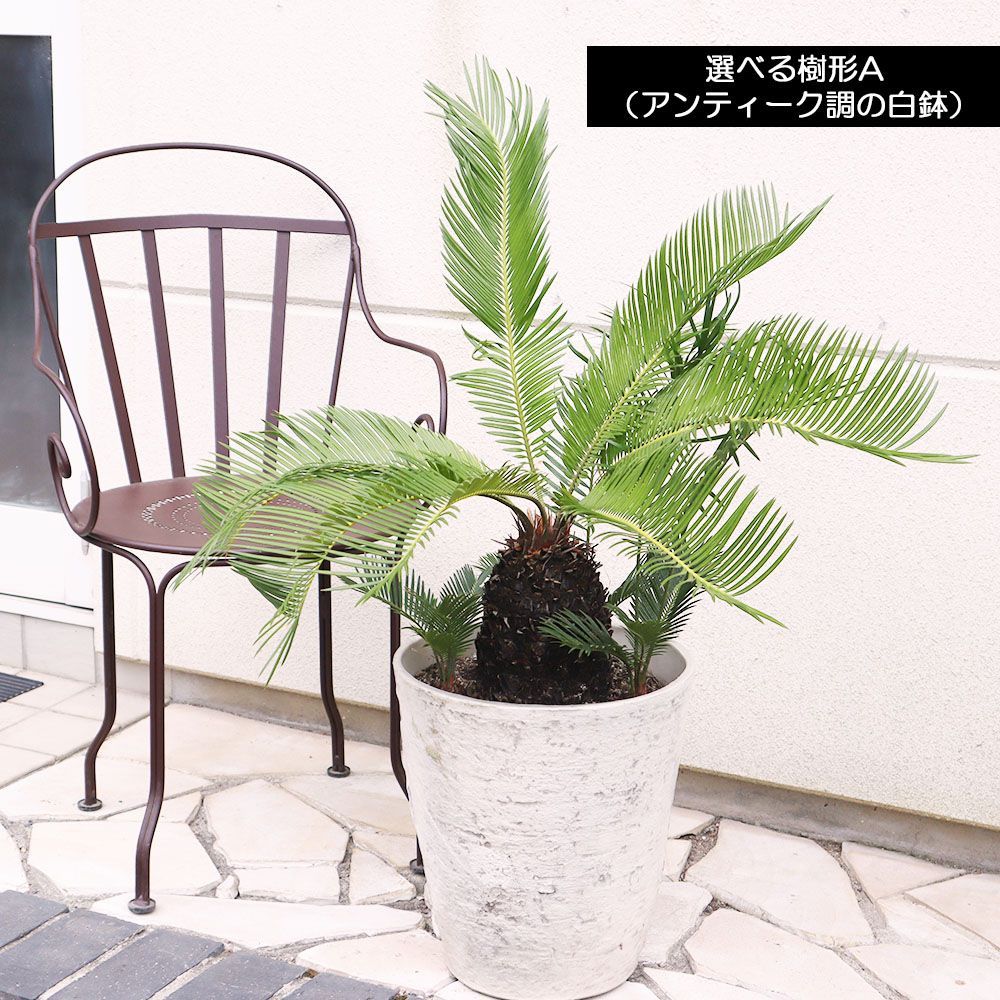 観葉植物 おしゃれ 大型 種類 ソテツ 11号 【現品