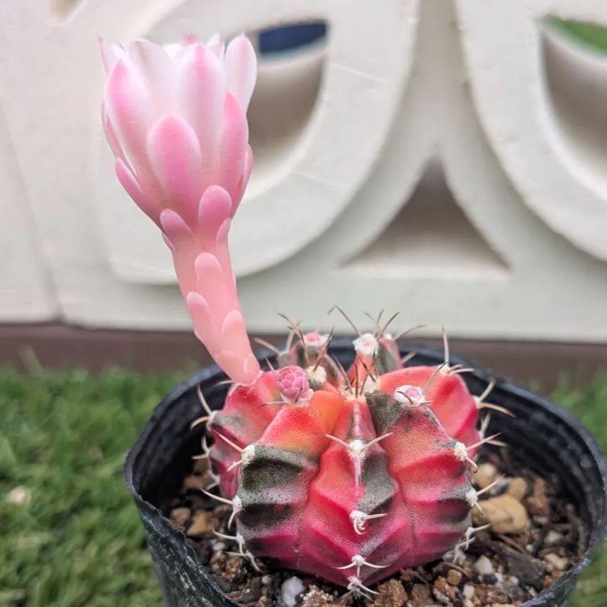 サボテン ギムノカリキウム属 緋牡丹錦（花付き） （☆SALE