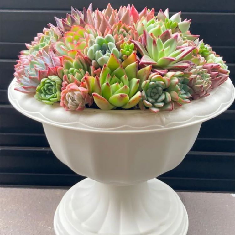 多肉植物 韓国苗 寄せ植え 大きい - メルカリ