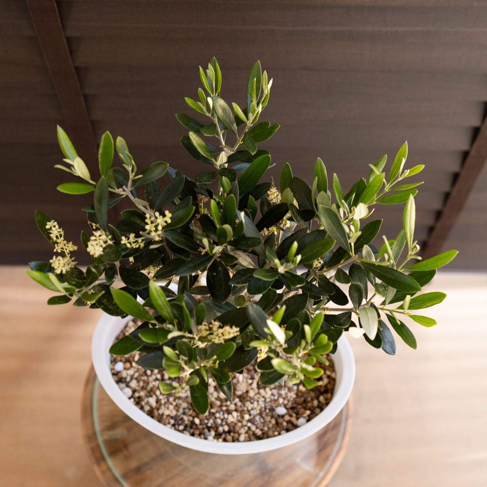 厳選された植物と鉢】美形 オリーブの木 souju マンザニロ 8号