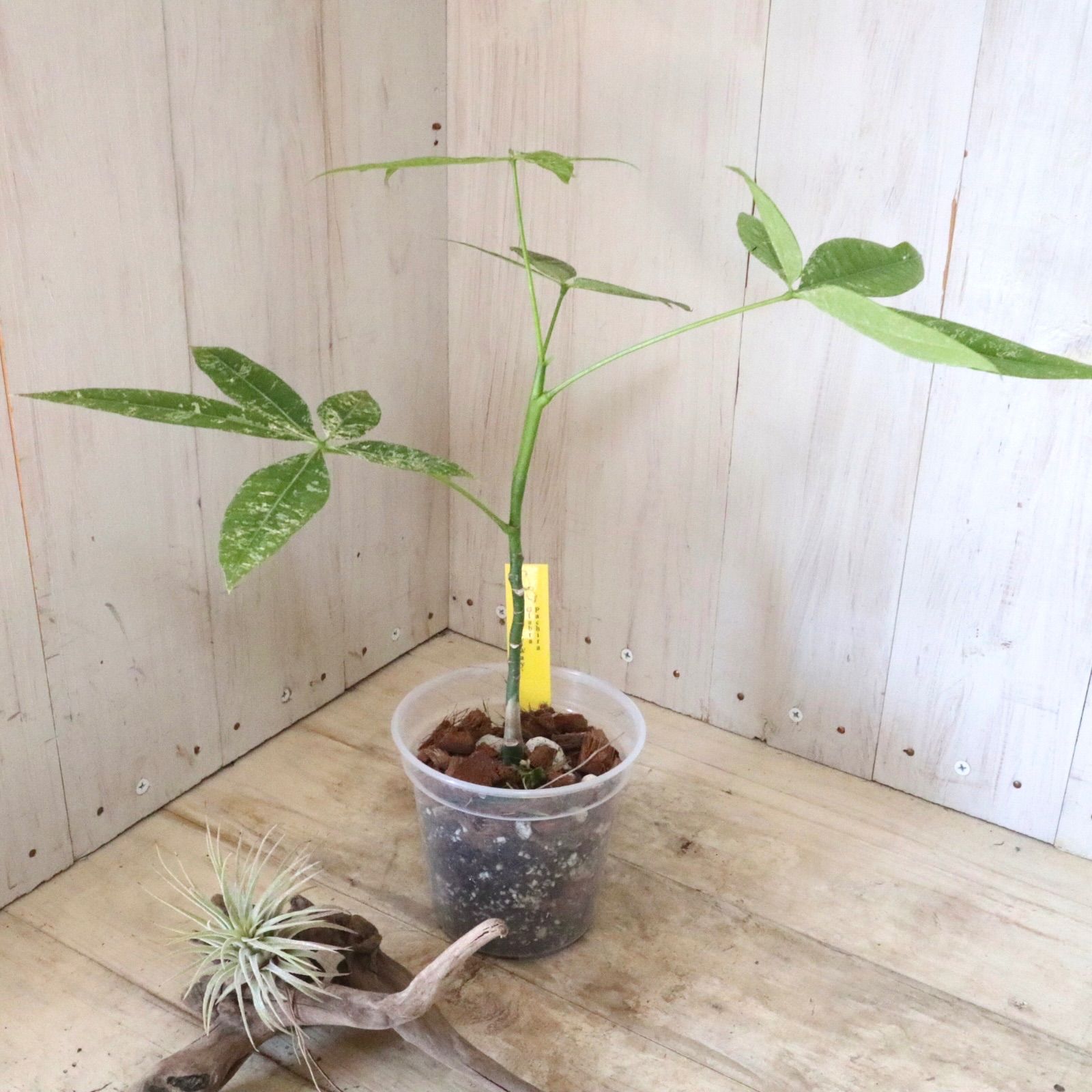 安い 実生苗♡斑入り♡パキラ♡ミルキーウェイ♡希少♡