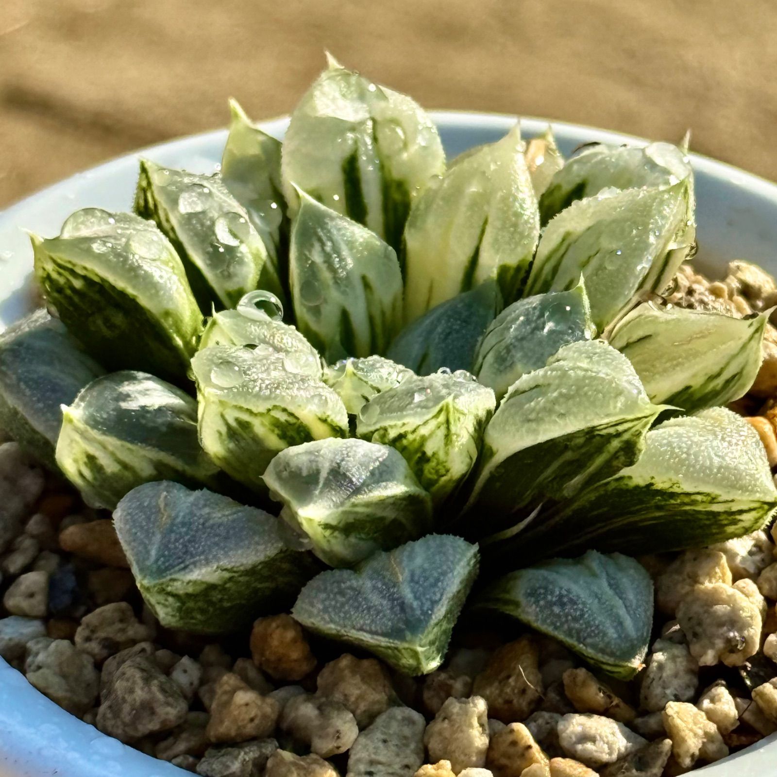 多肉植物 ハオルチア ラブハート錦 極上斑 多肉植物 ハオルチア ラブ