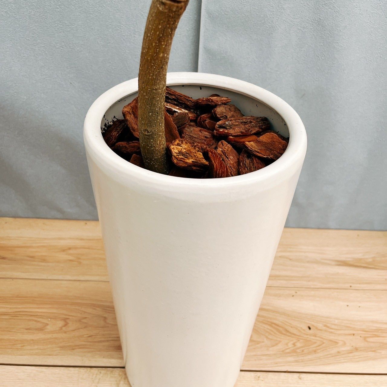 ［現品］1番　フランスゴムノキ　曲がり　7号　フィカスルビギノーサ　観葉植物 saisyokukenbi_rg070008