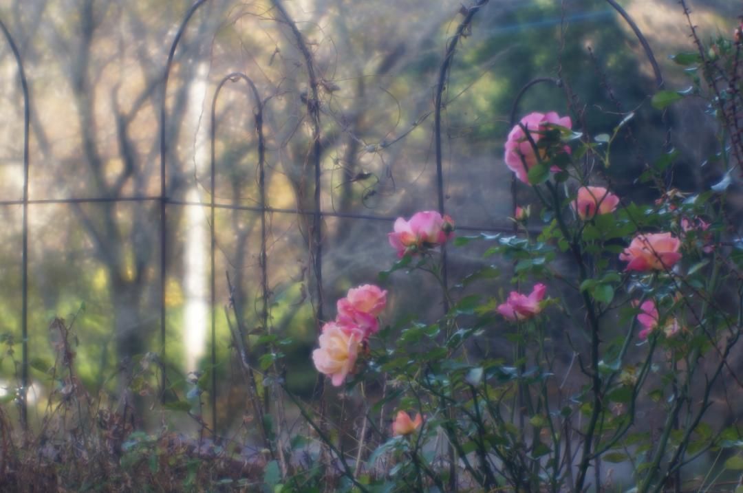 清原光学 キヨハラ VK70R ソフトフォーカス試写済 - メルカリ